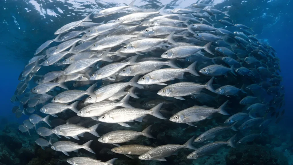 Das Bild zeigt einen Schwarm zahlreicher Fische, die quasi gut koordiniert, gemeinsam schwimmen.